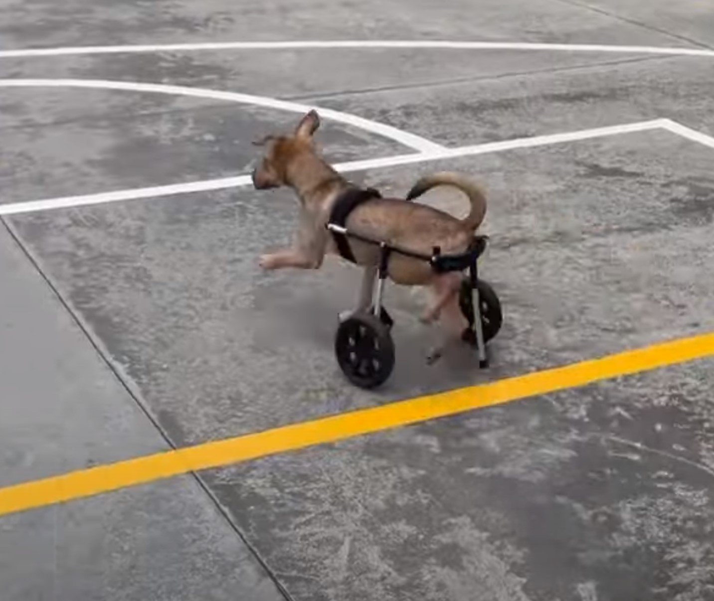 dog on a wheelchair