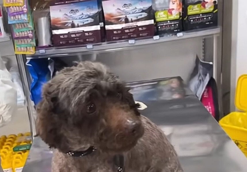 dog on the counter