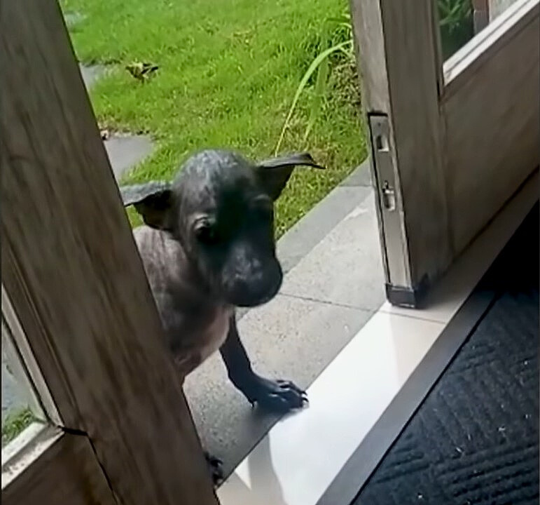 dog on the house porch