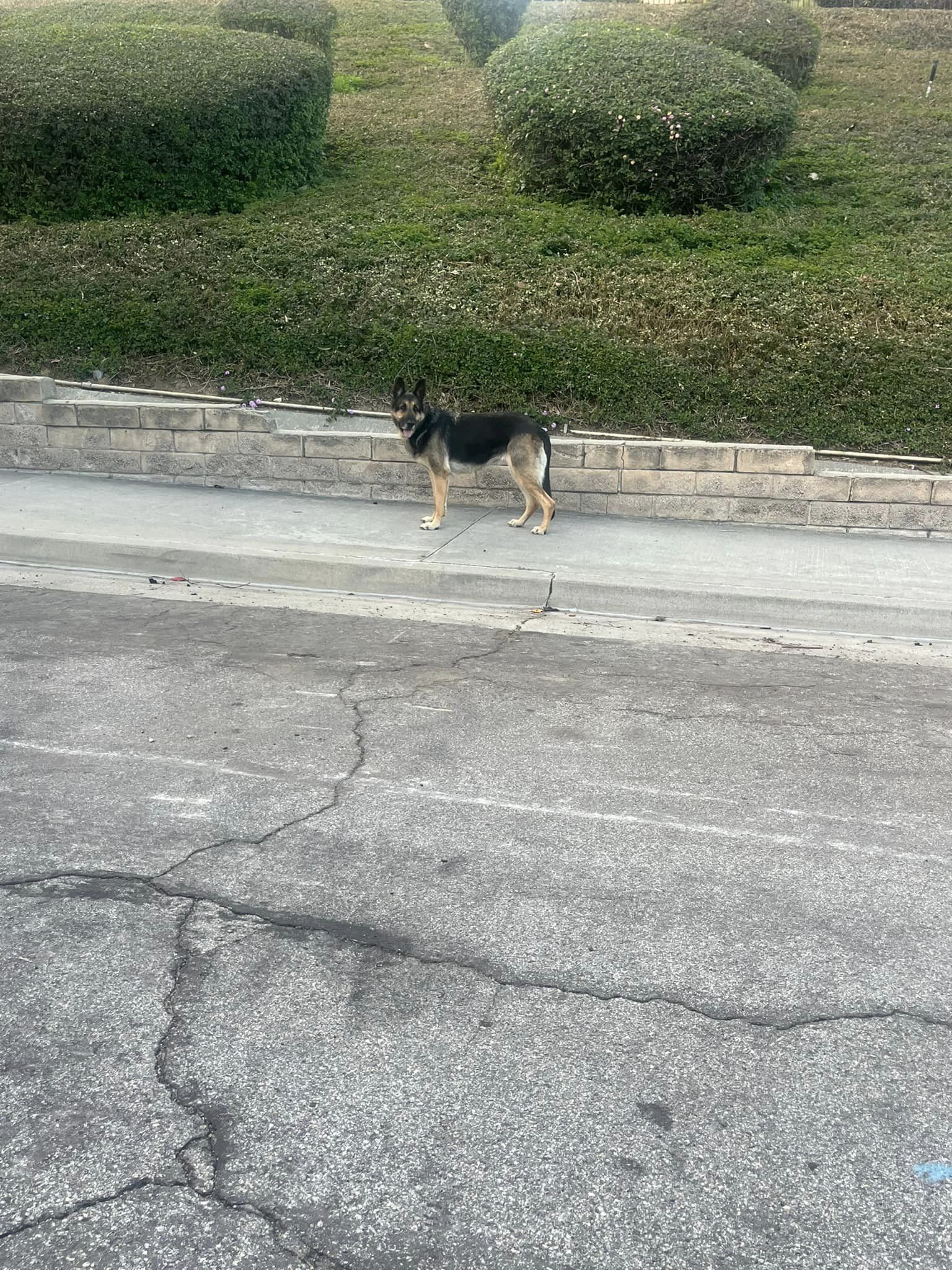 dog on the sidewalk