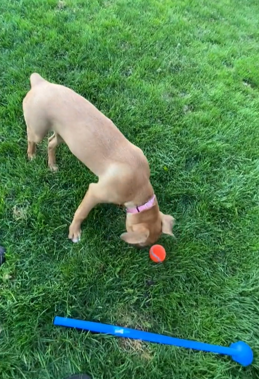 dog playing on the grass