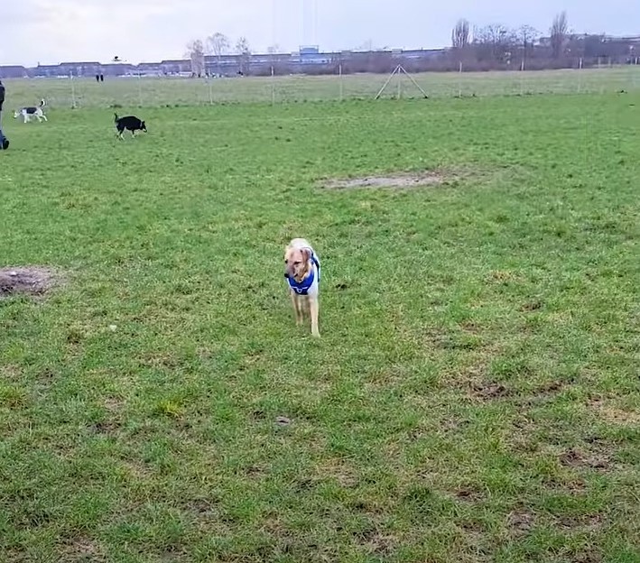 dog running on the field