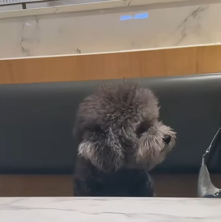 dog sitting by the table