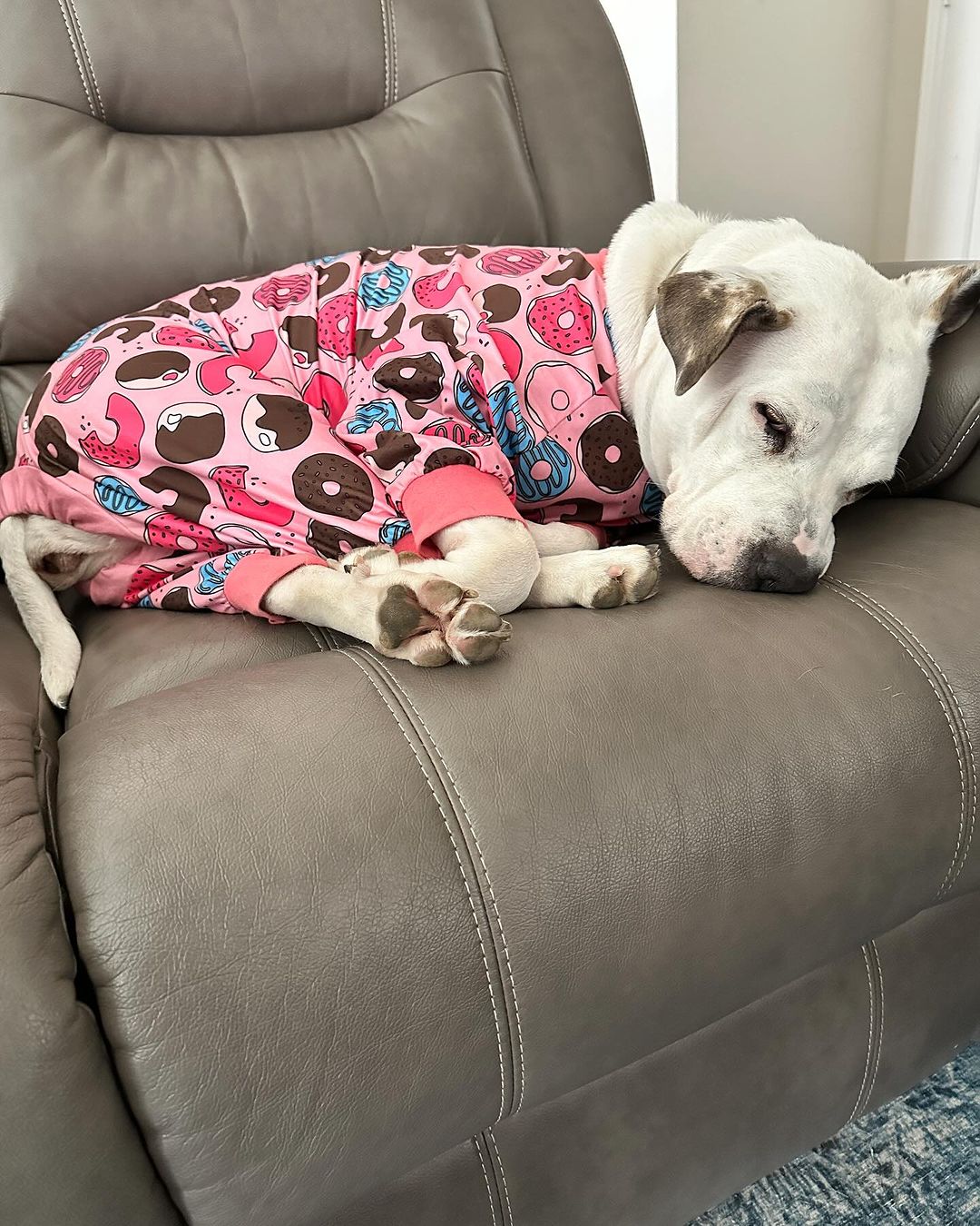 dog sleeping in pajama