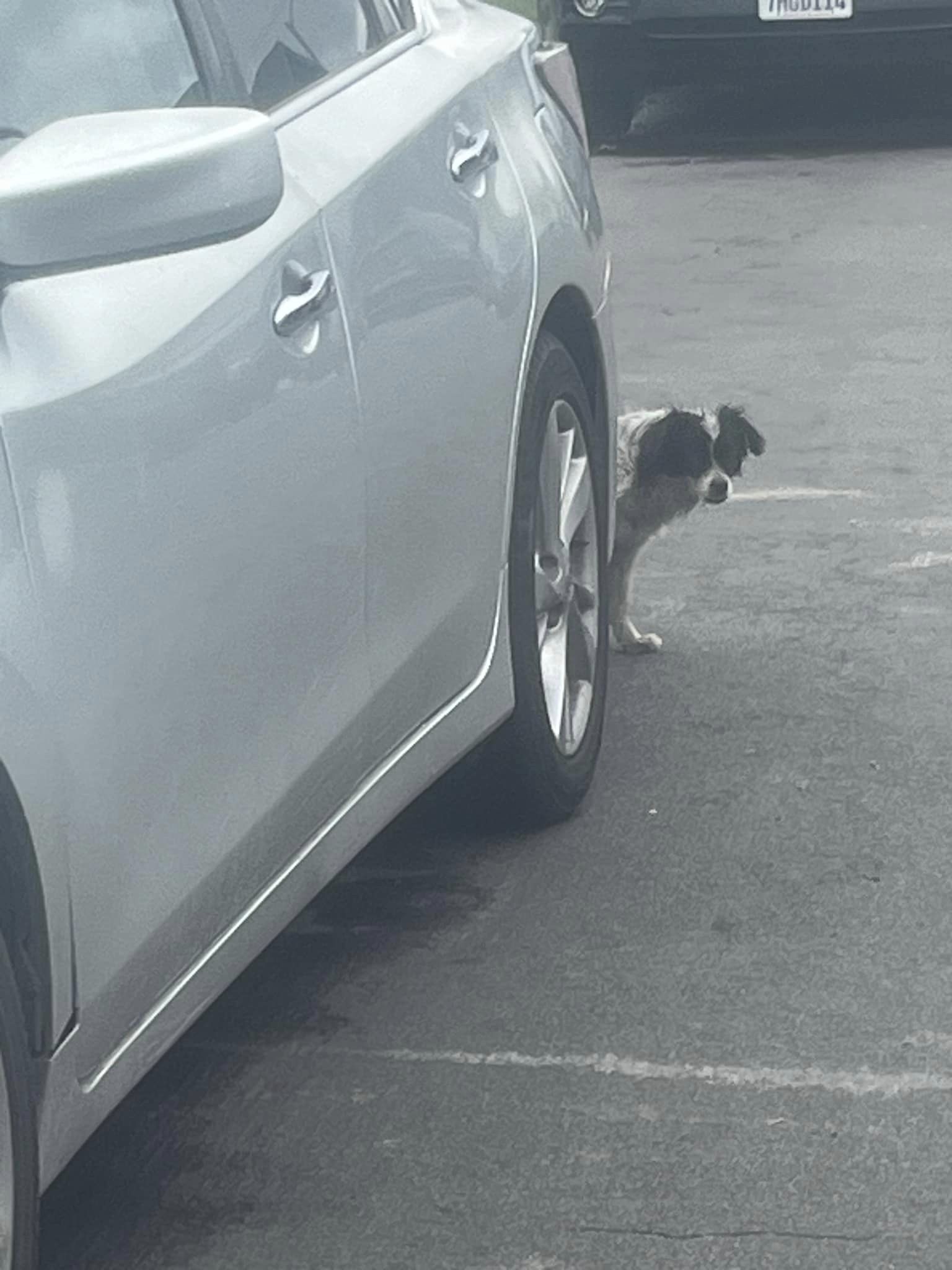 dog standing behind the car