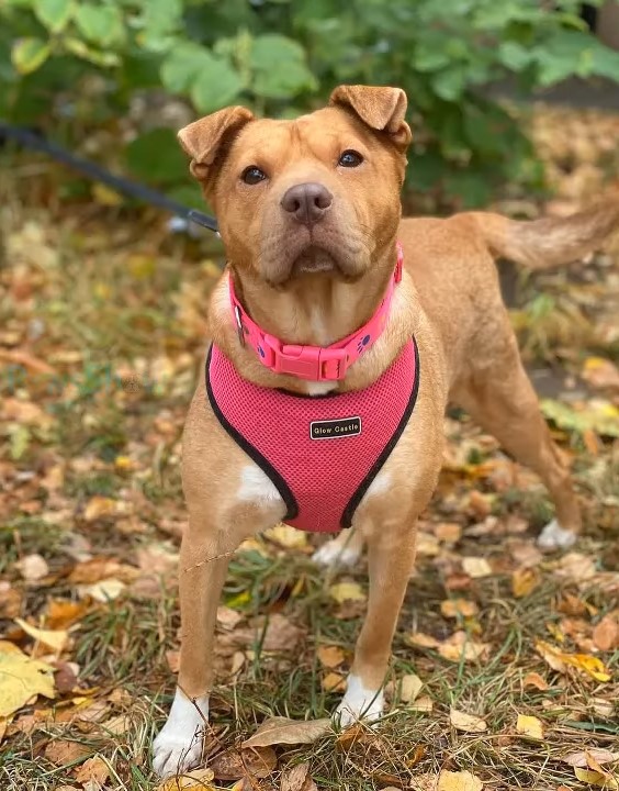 dog standing in wood