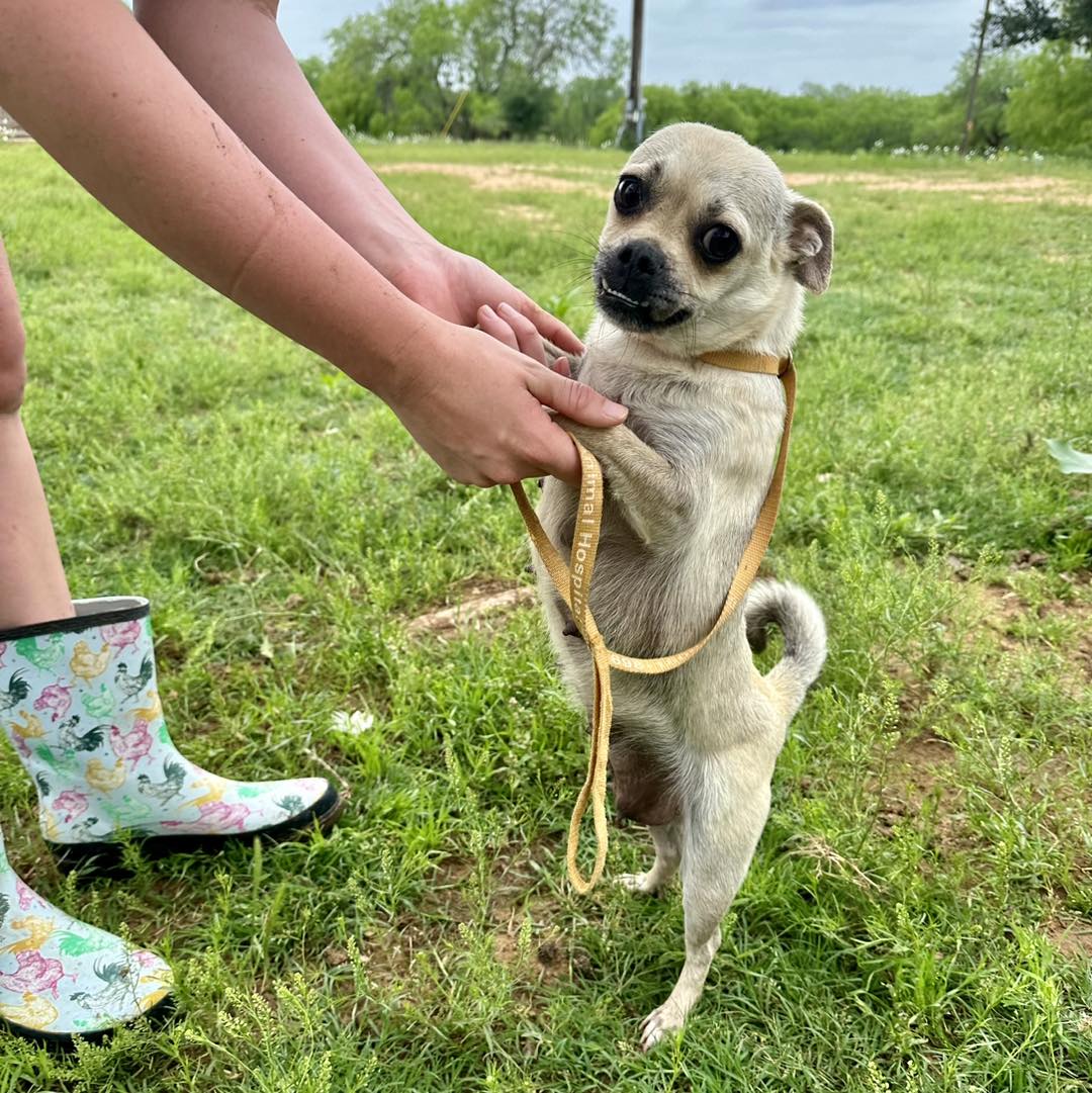 dog standing on a two legs