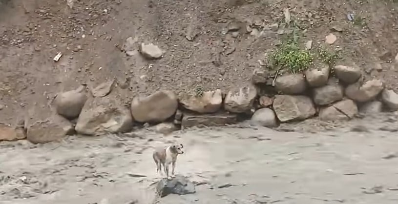 dog stuck on a raging river