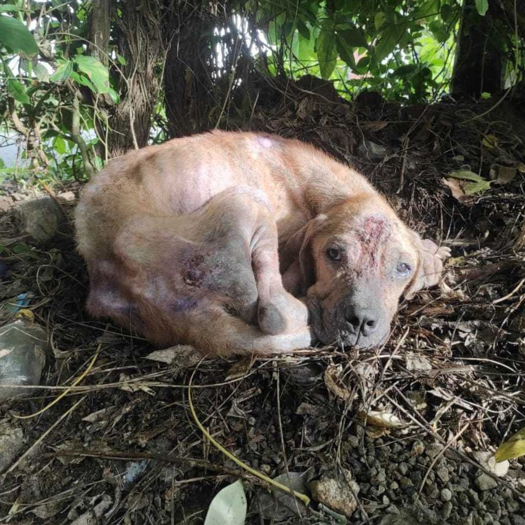 dog tied to a tree