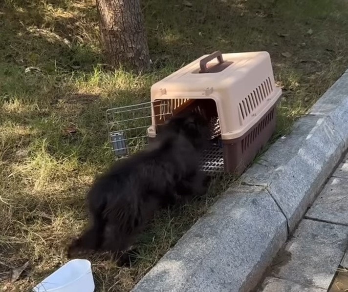 dog walking into the box