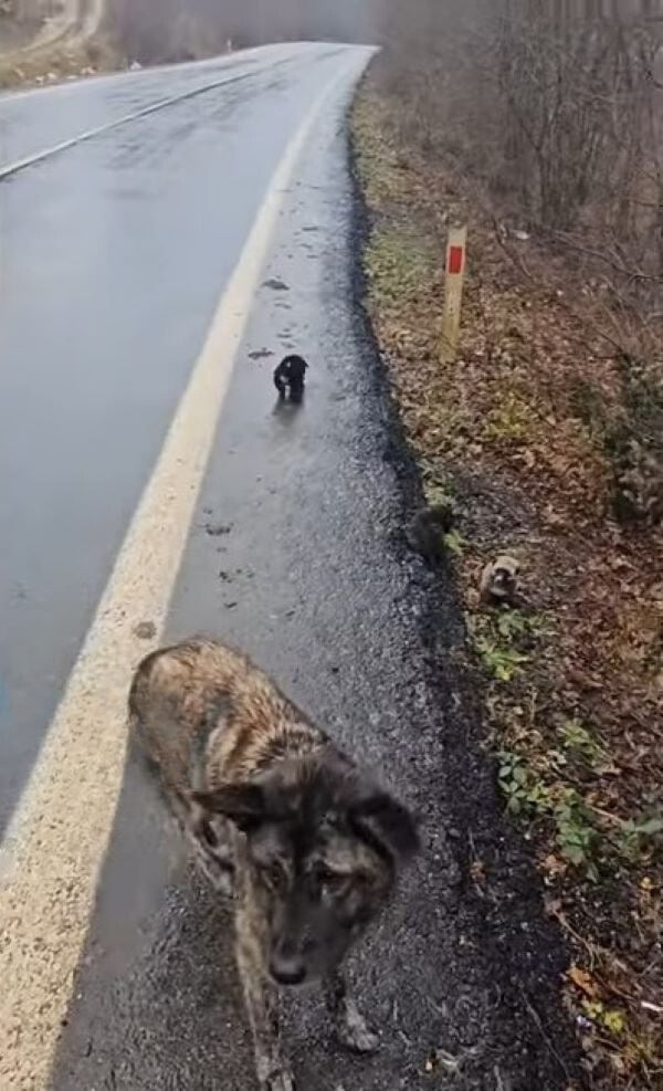 dog walking on the side of the road