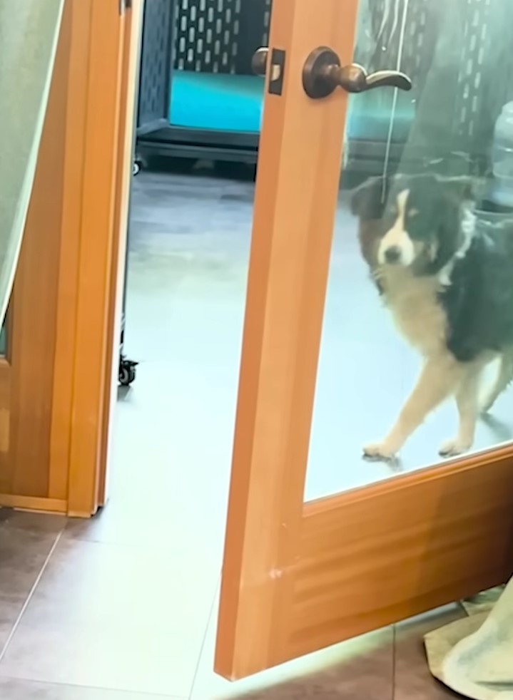 dog walking trough the door