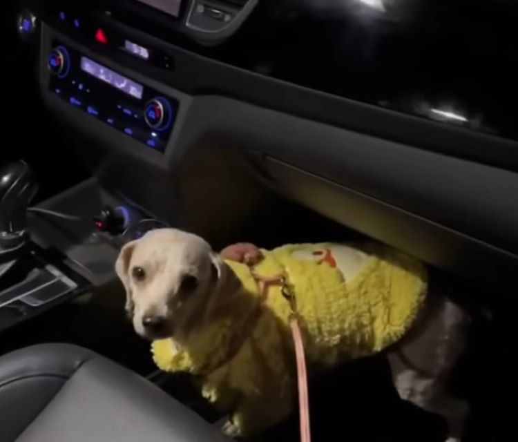 dog wearing a jacket in a car