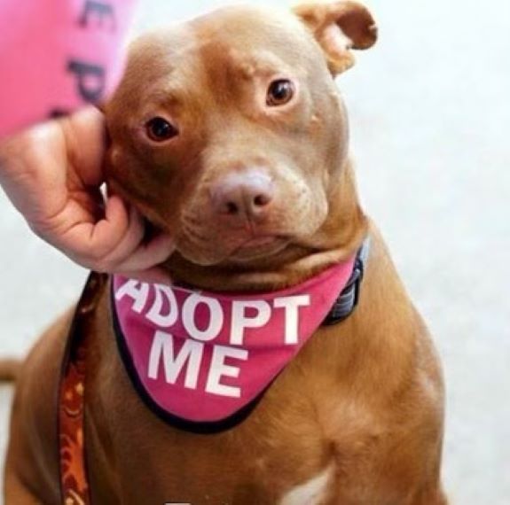 dog with pink adopt me bandana