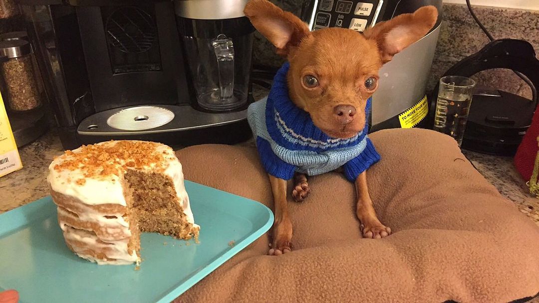 dog with cake on plate