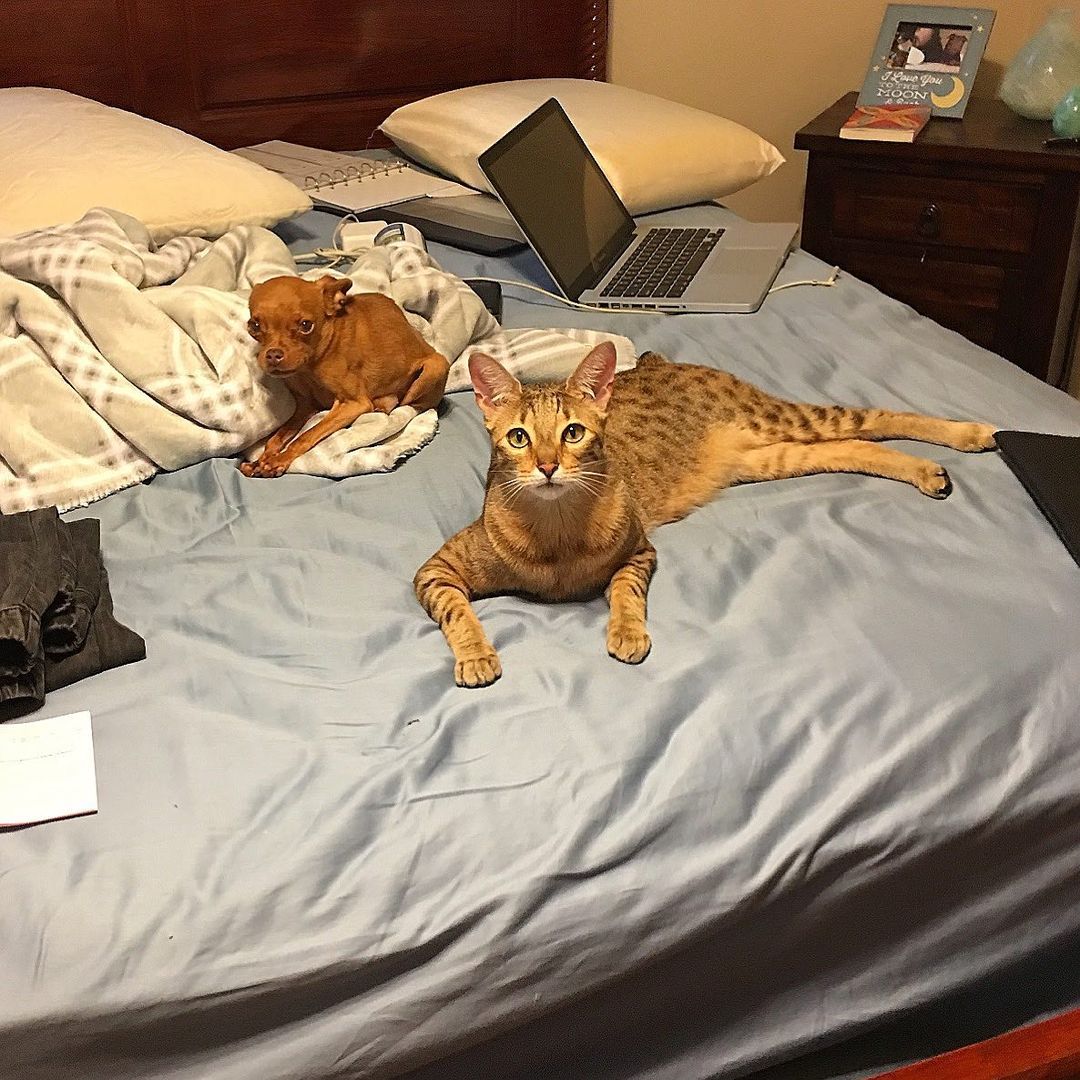 dog with an orange cat on bed