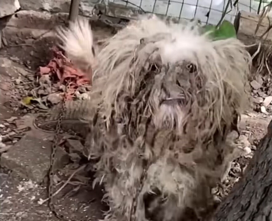 dog with long matted fur