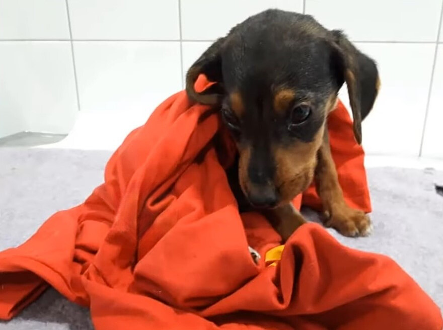 dog with orange blanket