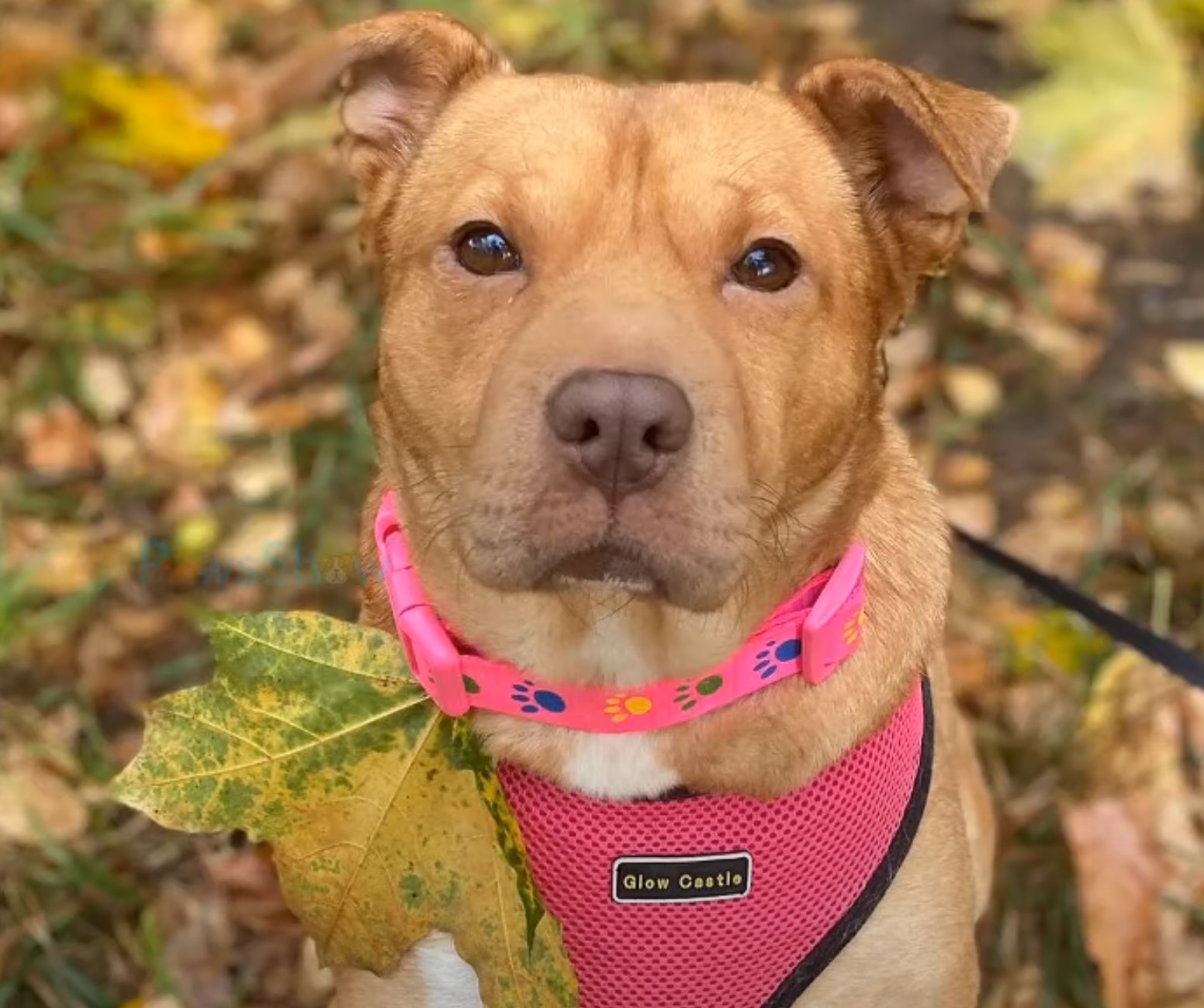 dog with pink harness