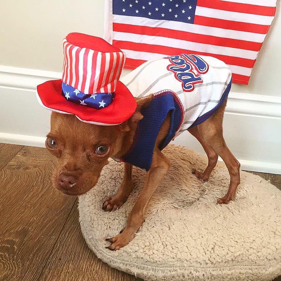 dog with usa rekvisits