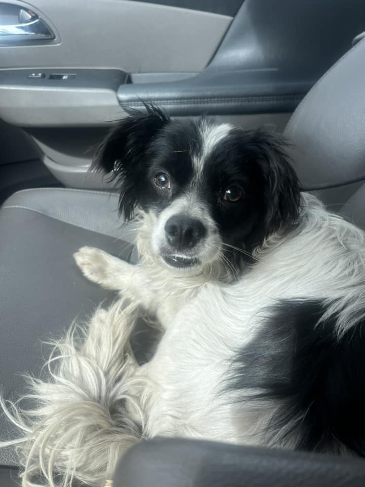 dogg sitting on the car seat