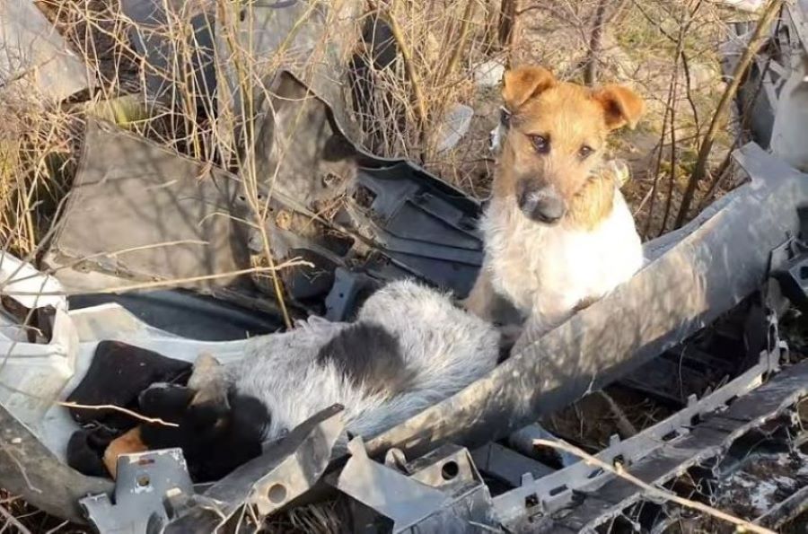 dogs in nature abandoned on the garbage bunch