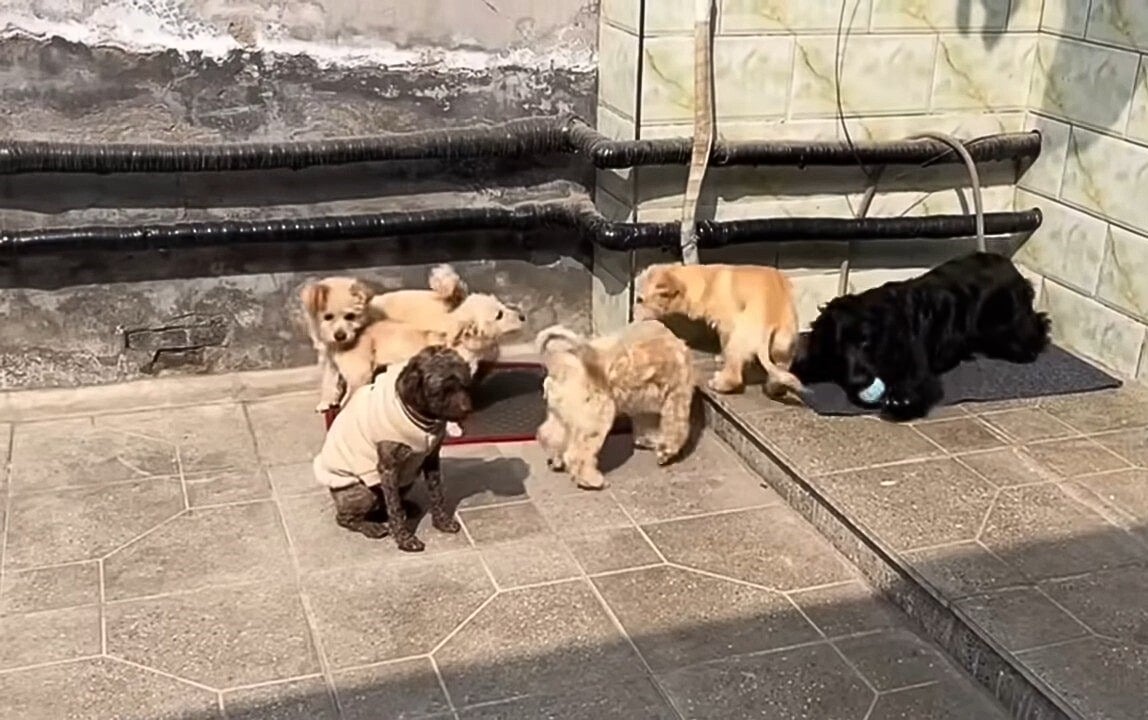 six dogs in the sunshine