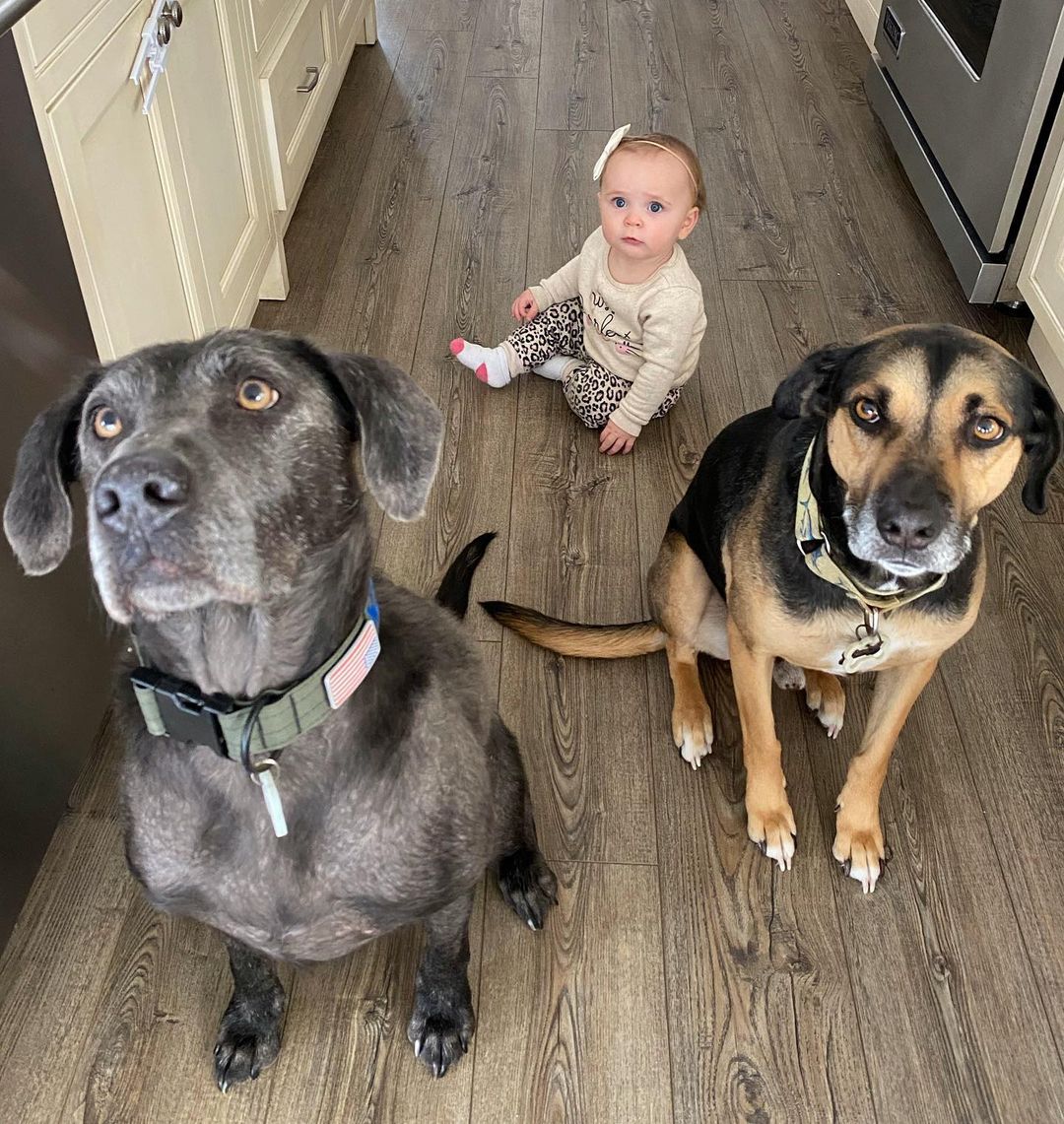 dogs sitting on the floor with baby
