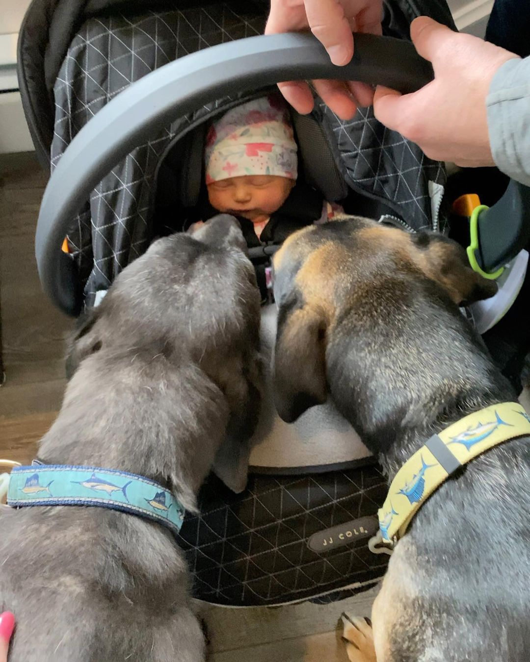 dogs sniffing baby
