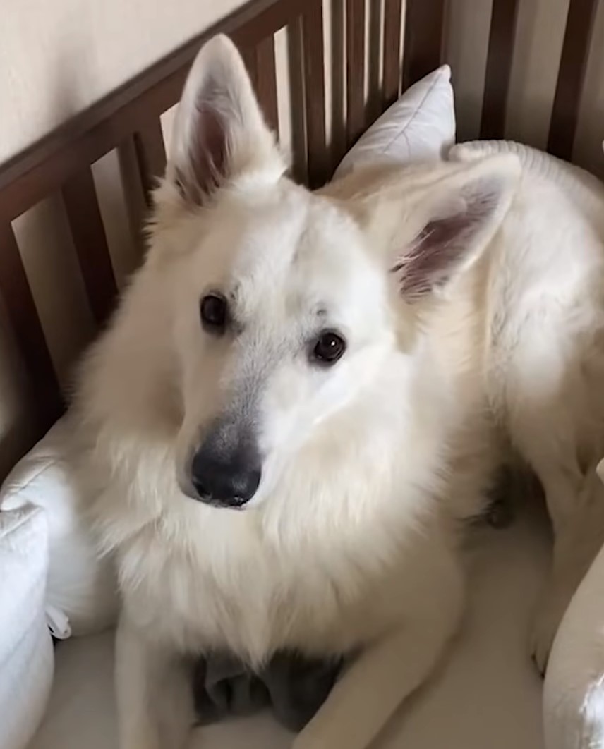 family dog lying in baby bed