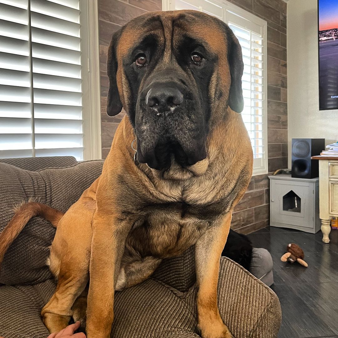 giant dog sitting on couch