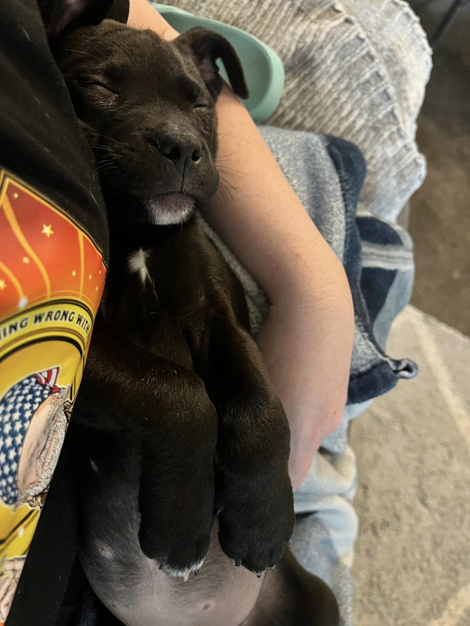 gorgeous black dog sleeping
