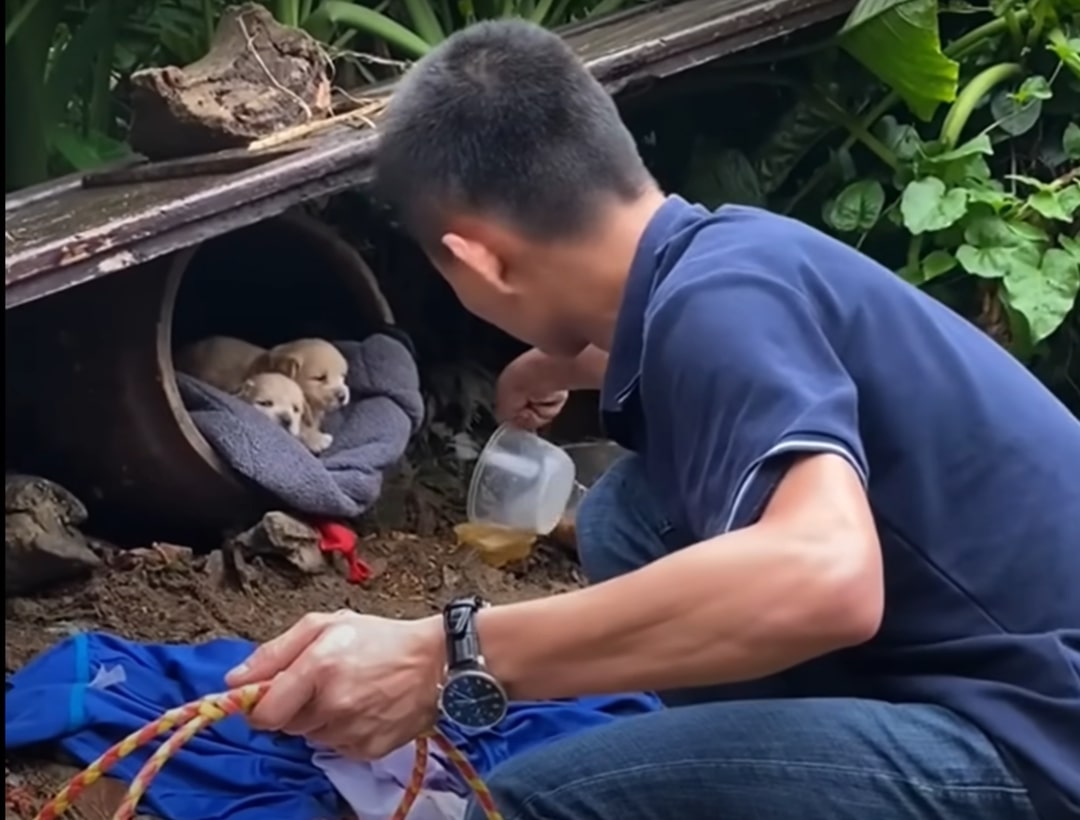 guy feeding starving puppies