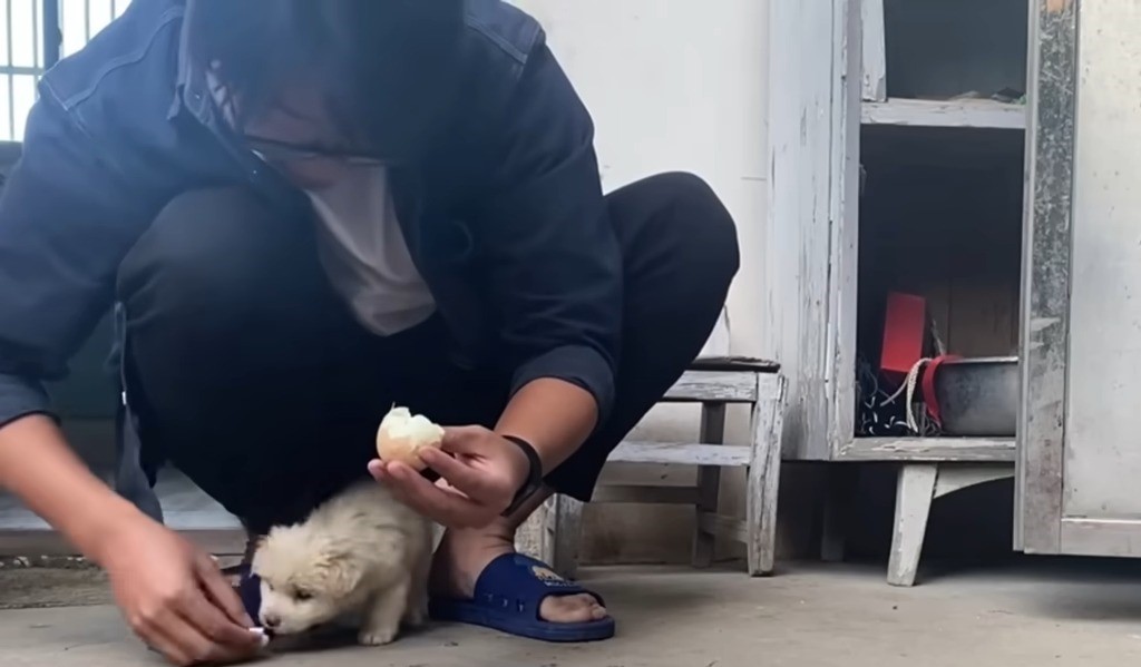 guy feeding stray puppy