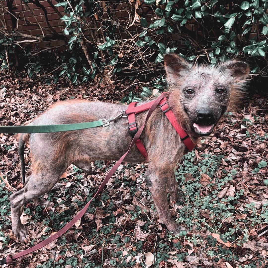 hairless dog in wood