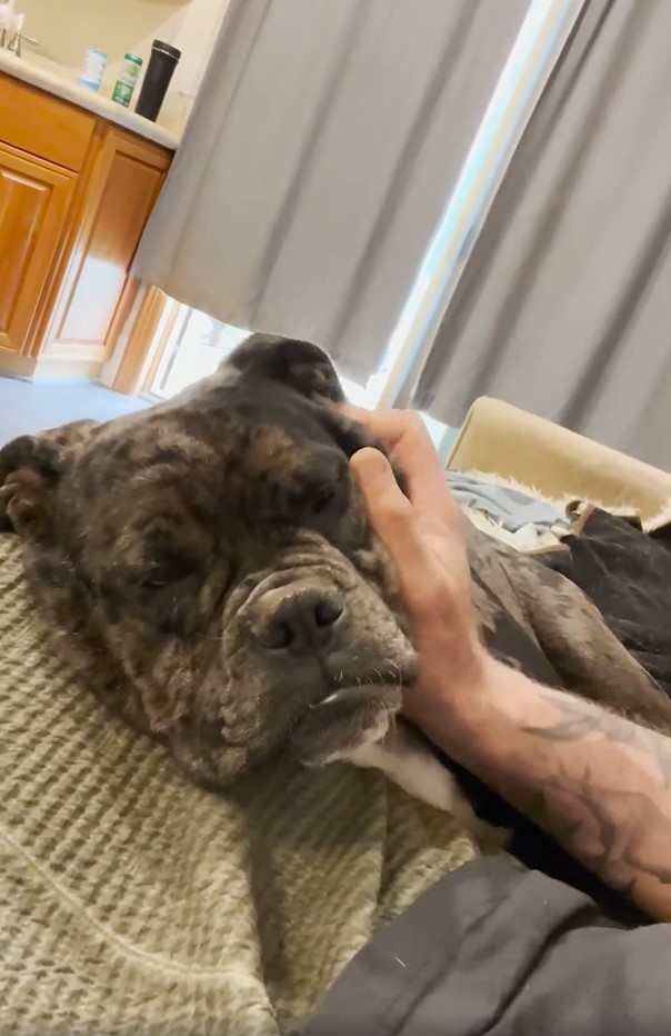 hand petting the dog while lying