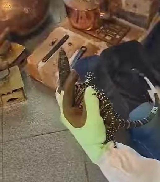 hand with glove holding lizard