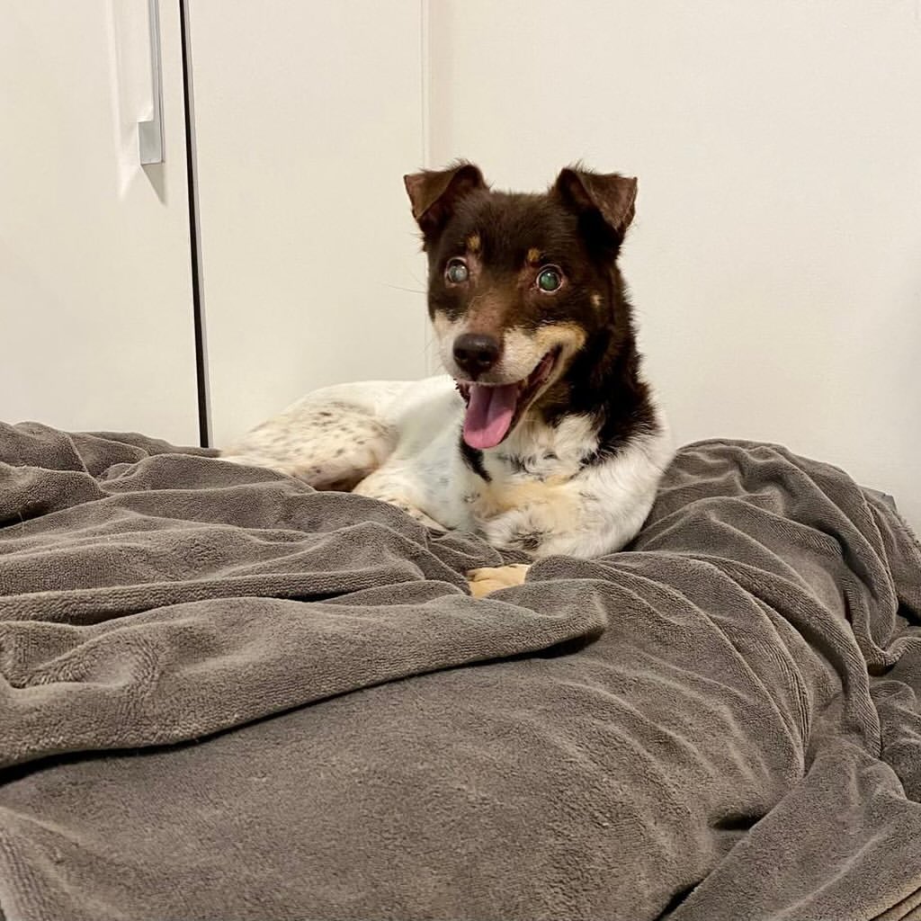 happy dog on the bed