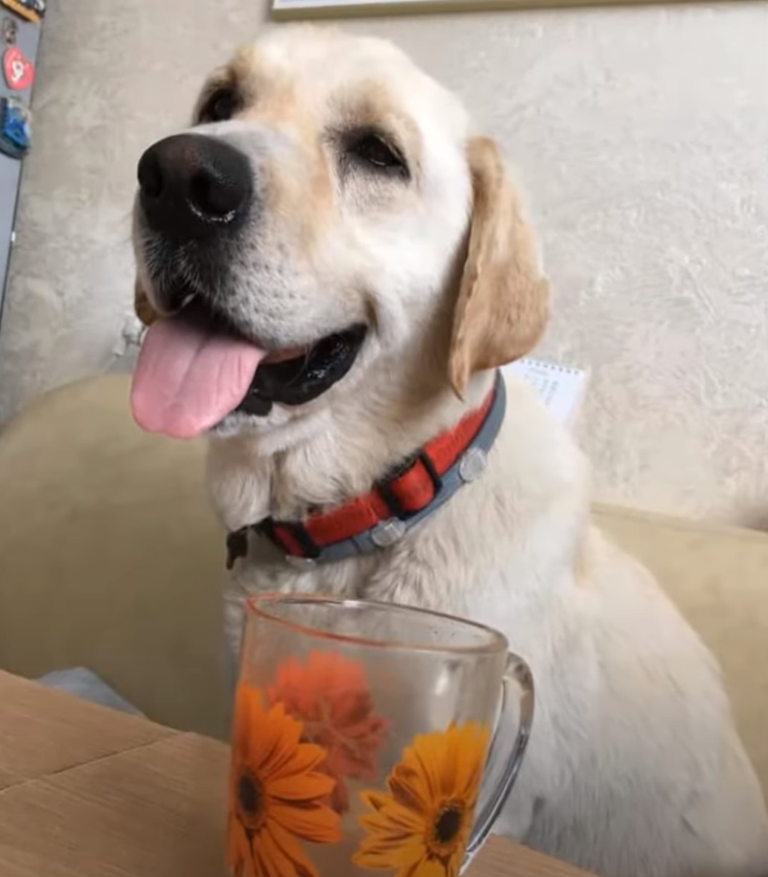 happy labrador