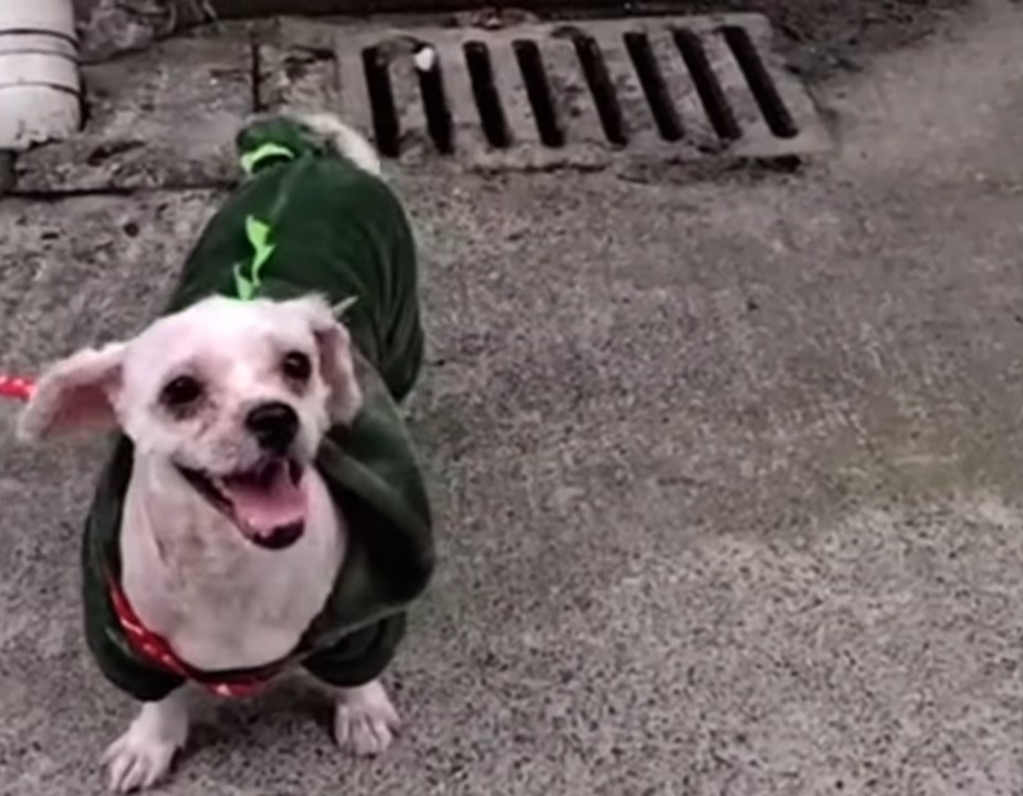 happy shaved white dog wearing green sweather 