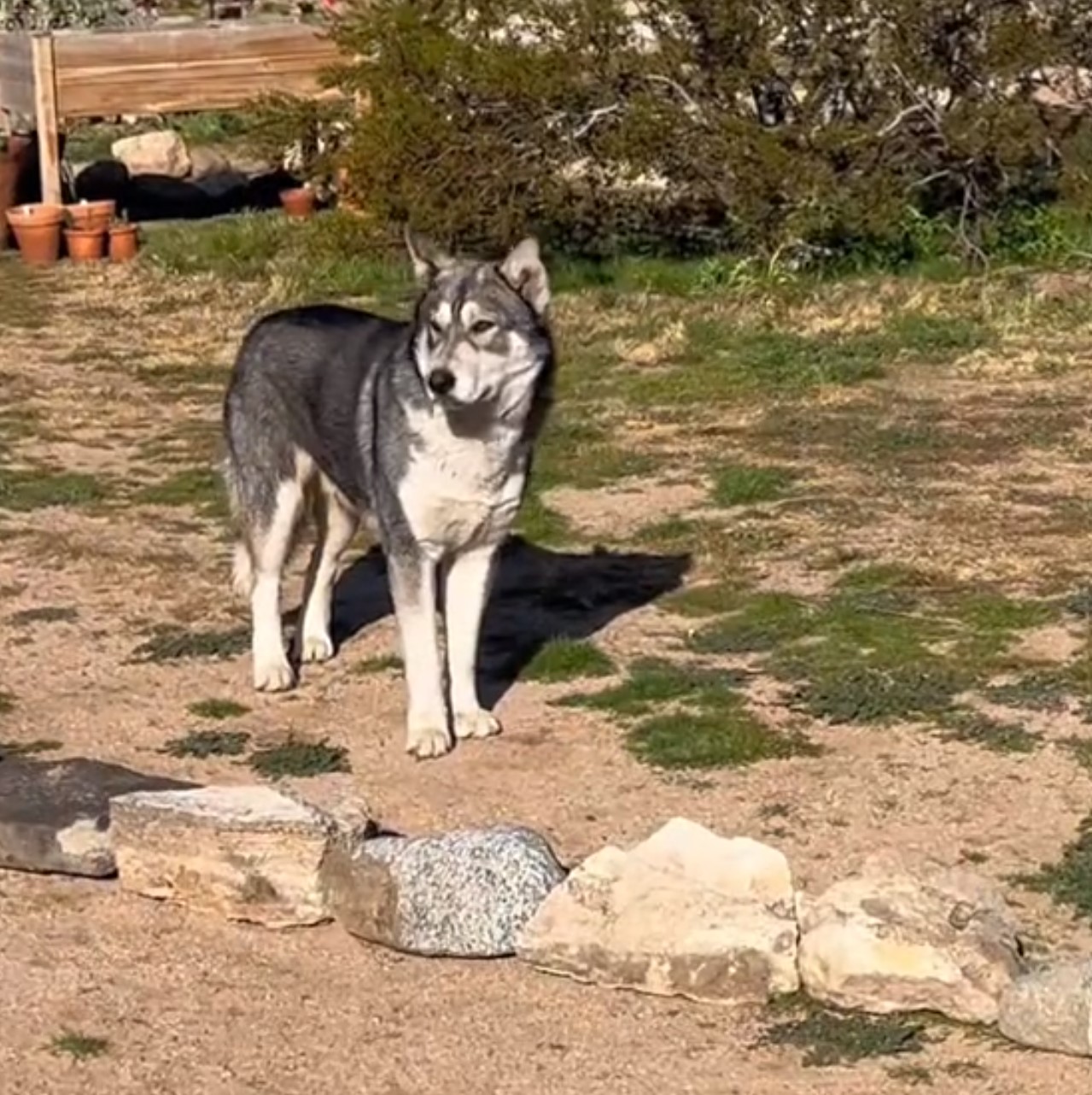 husky standing in sun