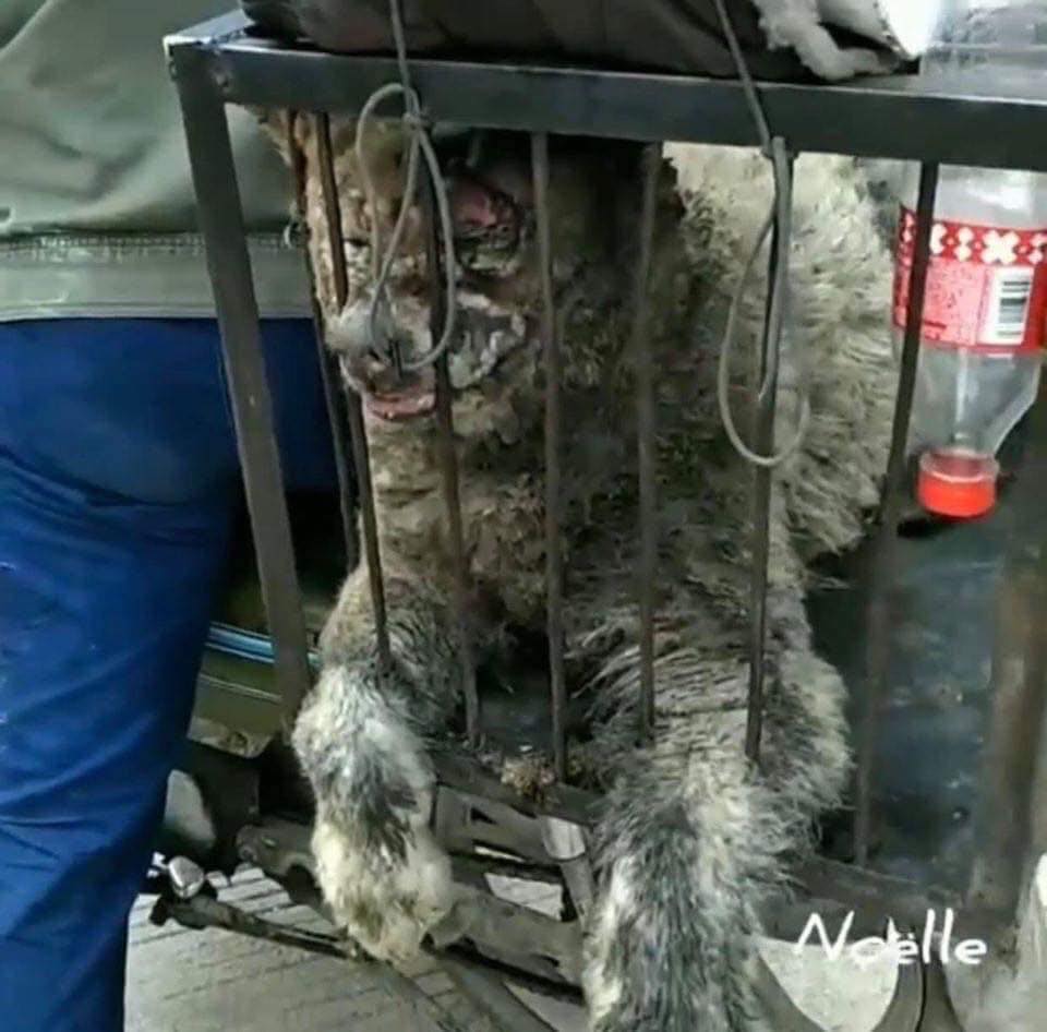 injured dog in a cage