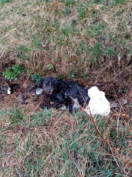 injured dog in a ditch