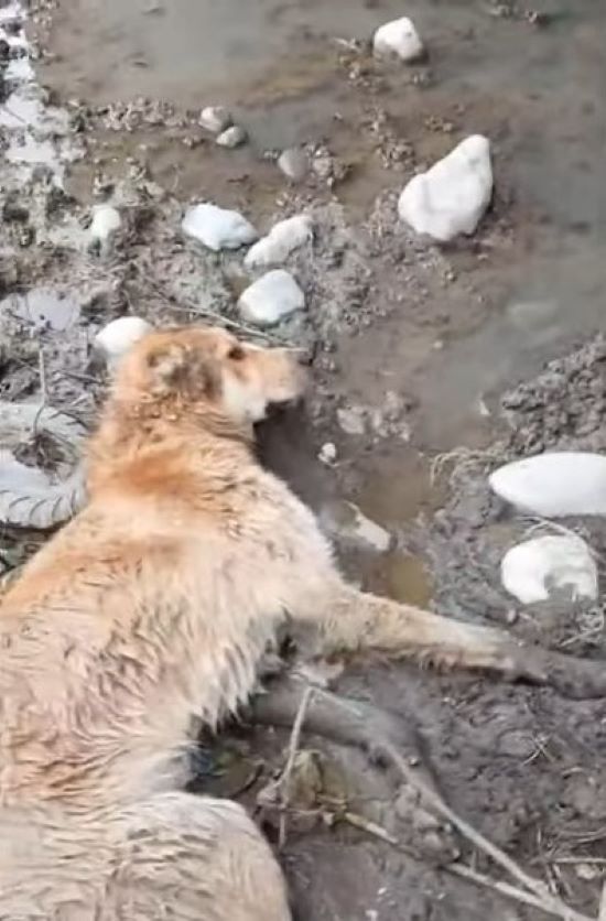 injured dog lying