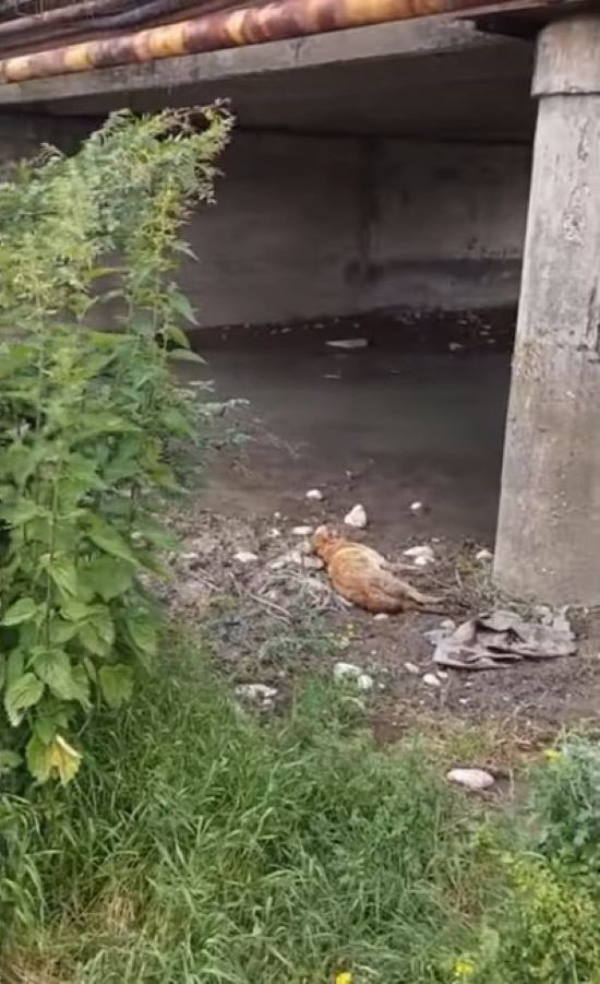 injured dog under a bridge