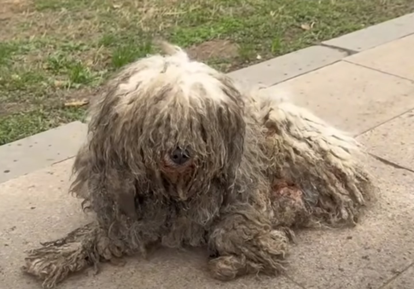 injured pup with long fur