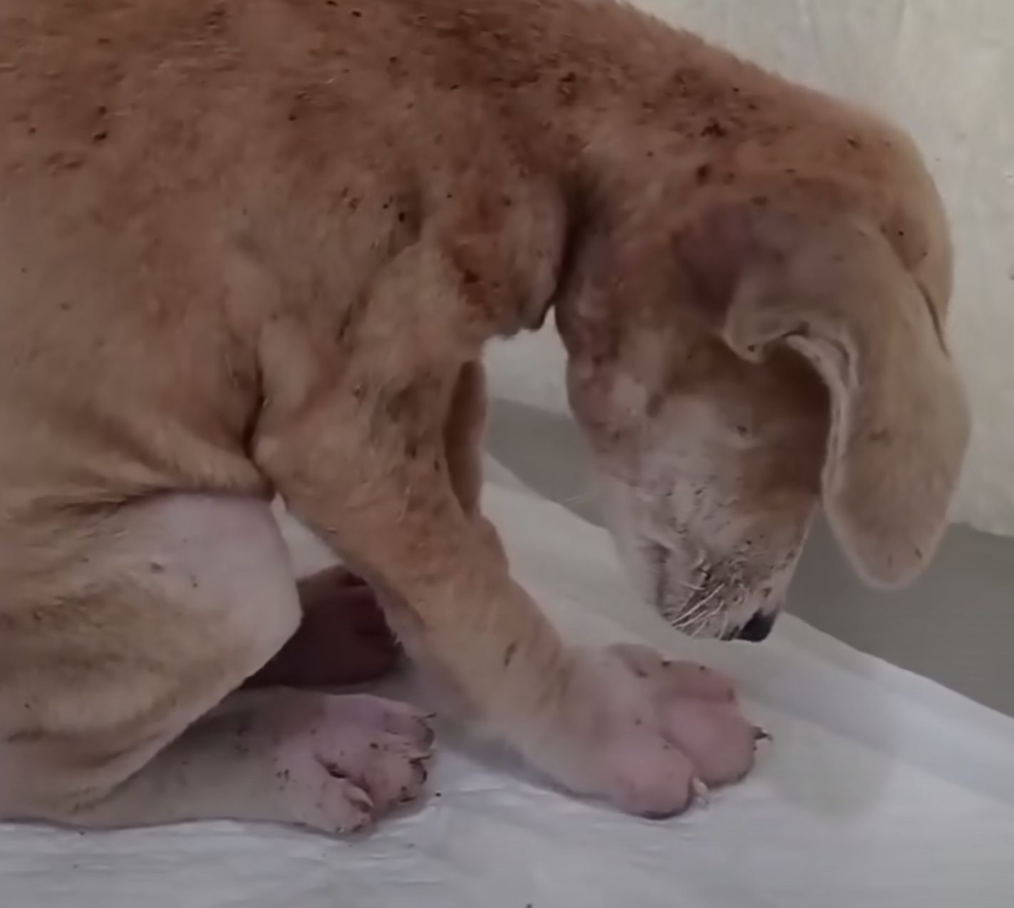lost and neglected puppy