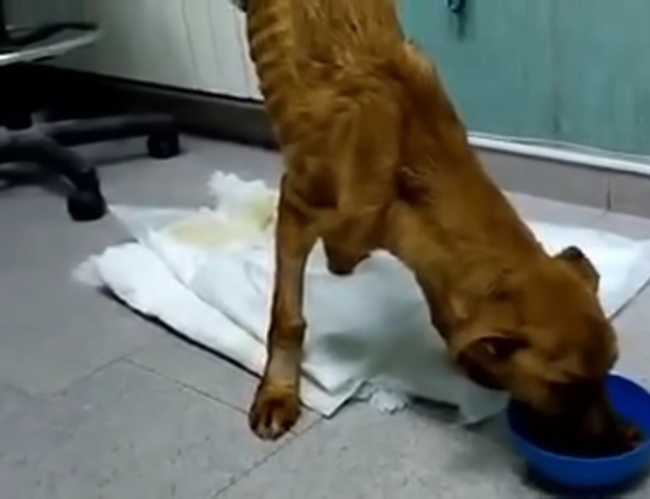 malnourished dog eating