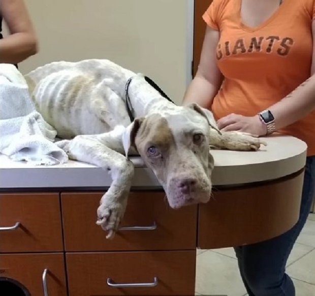 malnourished dog on the table