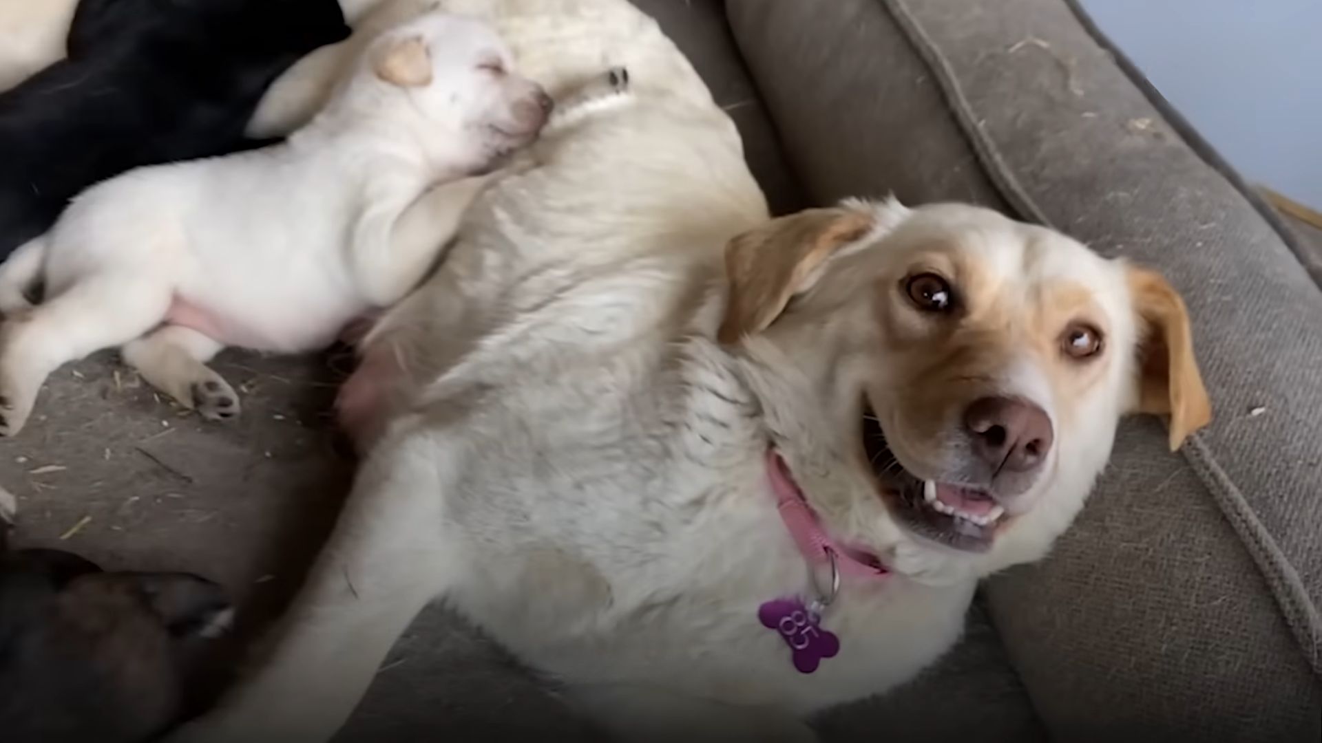 mama dog lying with puppy